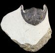 Bargain, Hollardops Trilobite - Foum Zguid #47425-1